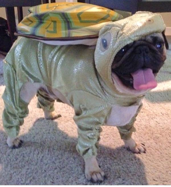 /Images/uploads/PUG NATION RESCUE OF LOS ANGELES/pugnationcalendar/entries/2417thumb.jpg